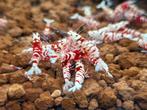 Red fancy tiger garnalen HQ Vin Fish, Dieren en Toebehoren, Vissen | Aquariumvissen, Kreeft, Krab of Garnaal, Zoetwatervis, Schoolvis