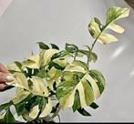 Monstera Tetrasperma Albo Variegata stekjes, Huis en Inrichting, Kamerplanten, Ophalen of Verzenden, Overige soorten, Minder dan 100 cm