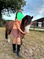 Aparte Welsh A-merrie, Dieren en Toebehoren, Pony's, Merrie, Gechipt, A pony (tot 1.17m), 7 tot 10 jaar