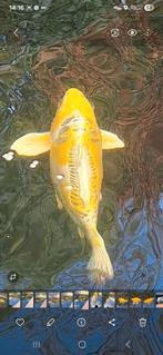 Te koop doitsu hariwake koi, Dieren en Toebehoren, Vissen | Vijvervissen, Karper of Koi