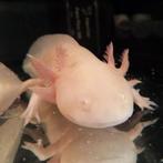 Ambystoma mexicanum, Vis