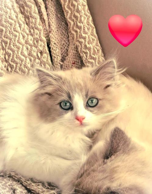 Stamboom Ragdoll kittens mooie kleuren, Dieren en Toebehoren, Katten en Kittens | Raskatten | Langhaar, Meerdere dieren, Met stamboom
