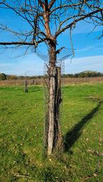 Boombeschermer - Bescherm uw jonge bomen!, Tuin en Terras, Planten | Bomen, Ophalen, Volle zon, Overige soorten, 100 tot 250 cm