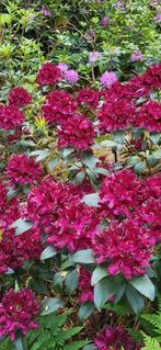 Rhodondendron, Tuin en Terras, Planten | Tuinplanten, Ophalen of Verzenden, Zomer, Overige soorten, Volle zon