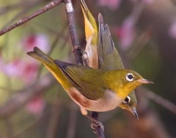 Roodflank bril vogel  beschikbaar voor biedingen