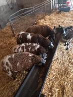 3 Mooie bonte ooien!, Dieren en Toebehoren, Schapen, Geiten en Varkens, Vrouwelijk, Schaap, 0 tot 2 jaar