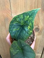 Alocasia platinum variegata plant aurea yellow lemon lime, Ophalen of Verzenden, Halfschaduw, Minder dan 100 cm