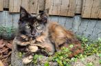 Main coon kitten., Dieren en Toebehoren, Katten en Kittens | Raskatten | Langhaar, Poes, Gechipt, 0 tot 2 jaar