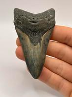 Haaientand Megalodon 9.2 centimeter, Verzamelen, Mineralen en Fossielen, Ophalen of Verzenden, Fossiel