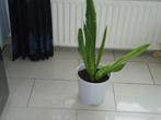 sanseveria in grote witte plastic  binnenpot, Huis en Inrichting, Kamerplanten, Ophalen