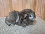 Cavia beertje, Dieren en Toebehoren, Cavia, Mannelijk, November, Tam