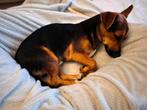Mooie black & Tan dekreu, Jack Russell Terriër, Reu, 1 tot 2 jaar, Eén hond