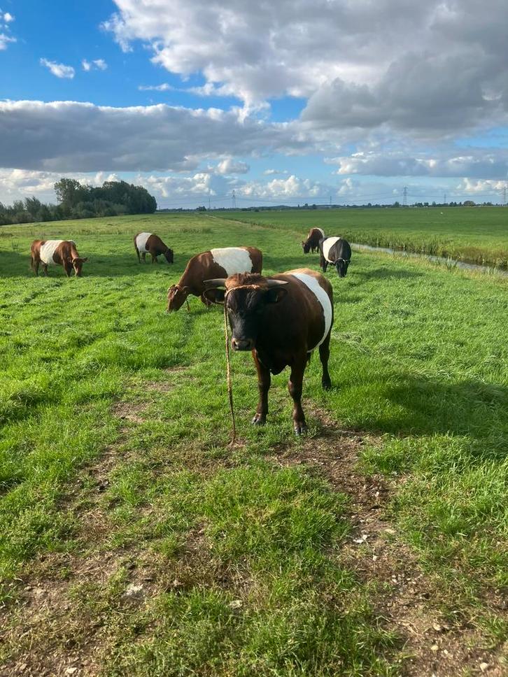 Dekstier te koop/te huur, Dieren en Toebehoren, Runderen, Mannelijk