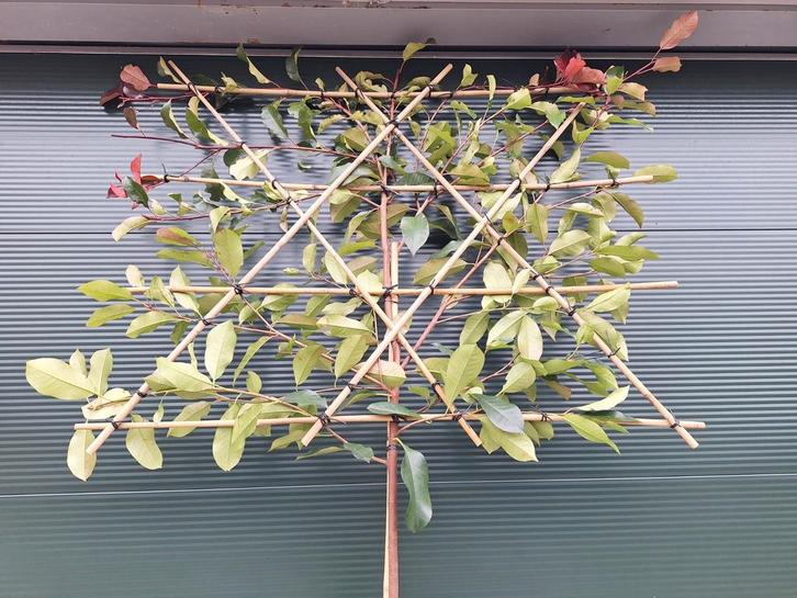 Glansmispel leibomen, Photinia Camilvy, wintergroen, Tuin en Terras, Planten | Bomen, Leiboom, 250 tot 400 cm, Halfschaduw, In pot