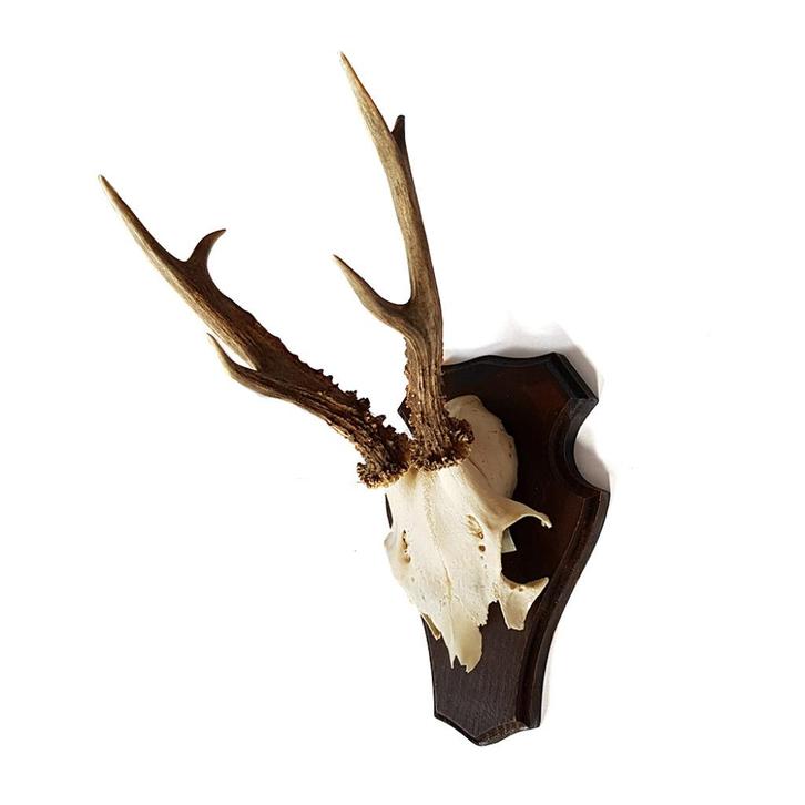 ree schedel - taxidermie, Verzamelen, Dierenverzamelingen, Gebruikt, Gewei of Kop, Hert, Ophalen of Verzenden