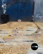 Hyphessobrycon erythrostigma - Bloedvlektetra, Vis, Zoetwatervis