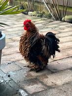 Krulveer haantje gratis, Dieren en Toebehoren, Mannelijk, Kip