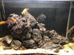2 aquariums te koop, Vis