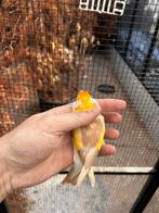 Putter man bruinpastel, Dieren en Toebehoren, Mannelijk, Parkiet