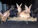 Vlaamse reus, Dieren en Toebehoren, Konijnen, Mannelijk, Groot, 0 tot 2 jaar