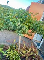 Bolboom, Boom op stam, Kakifruit, fruit, Bloeit niet, Halfschaduw, Ophalen of Verzenden, Minder dan 100 cm