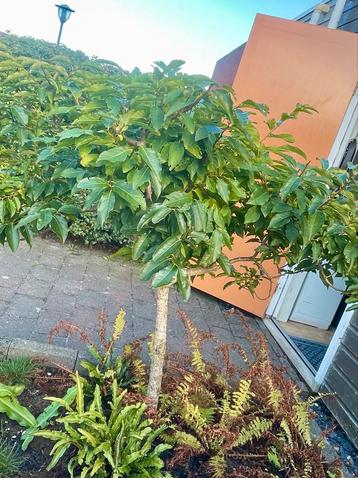 Bolboom, Boom op stam, Kakifruit, fruit beschikbaar voor biedingen