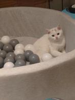 100% Britse korthaar Wit kitten katertje 13 weken, Dieren en Toebehoren, Kater, Ontwormd