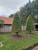 Te koop: 2 kegelvormige beukenbomen,  bieden !!, Tuin en Terras, Planten | Bomen, Ophalen, Bloeit niet, Volle zon, Overige soorten