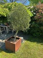 Olijfbomen 2x in cortenstaal potten, Bloeit niet, 100 tot 250 cm, Olijfboom, Ophalen