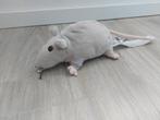 Nieuw! Knuffel Ikea rat grijs gosig ratta K9894, Ophalen of Verzenden, Nieuw