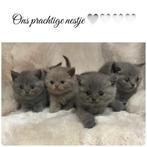 Super lieve,mooie en zeer aanhankelijke Brits korthaar babys, Dieren en Toebehoren, Katten en Kittens | Raskatten | Korthaar, Meerdere dieren