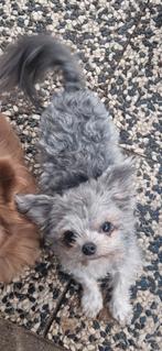 Boomer reutje IN OPTIE TOT ZATERDAG, Dieren en Toebehoren, Honden | Chihuahua's en Gezelschapshonden, CDV (hondenziekte), 1 tot 2 jaar