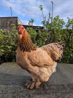 Brahma kriel hennen, Dieren en Toebehoren, Pluimvee, Vrouwelijk, Kip
