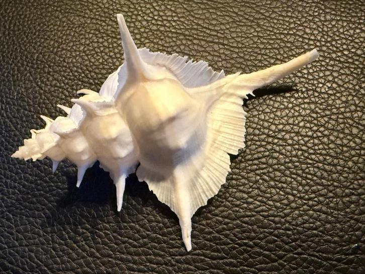 schelpen Murex Alabaster 13 cm, Verzamelen, Mineralen en Fossielen, Schelp(en), Ophalen of Verzenden