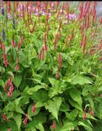 Persicaria amplexicaulus duizendknoop, Vaste plant, Halfschaduw, Zomer, Ophalen