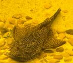 Ancistrus borstelneus – algeneter / alleseter aquariumvis, Dieren en Toebehoren, Vis, Zoetwatervis
