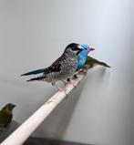 Ceresamadines, Dieren en Toebehoren, Vogels | Overige Vogels, Mannelijk