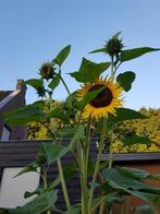 Zonnebloempitten zonnebloemzaad zonnebloem zonnebloemen, Tuin en Terras, Planten | Tuinplanten, Overige soorten, Volle zon, Eenjarig