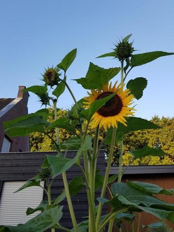 Zonnebloempitten zonnebloemzaad zonnebloem zonnebloemen beschikbaar voor biedingen