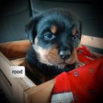 Rottweiler pup, Dieren en Toebehoren, 8 tot 15 weken, Teef, Meerdere, Rottweiler