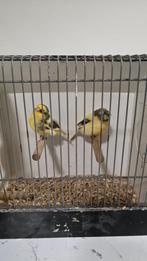 Koppel Golster, Dieren en Toebehoren, Meerdere dieren