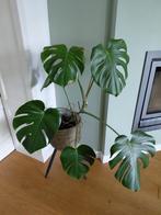 Grote gezonde Gatenplant, Ophalen, Overige soorten, Halfschaduw, In pot