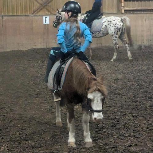 Verzorgpony gezocht, Dieren en Toebehoren, Paarden en Pony's | Verzorgingsproducten, Ophalen