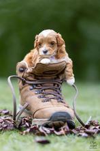 Unieke toypoedel met hartje geboren, Dieren en Toebehoren, Poedel, Rabiës (hondsdolheid), Reu, 8 tot 15 weken