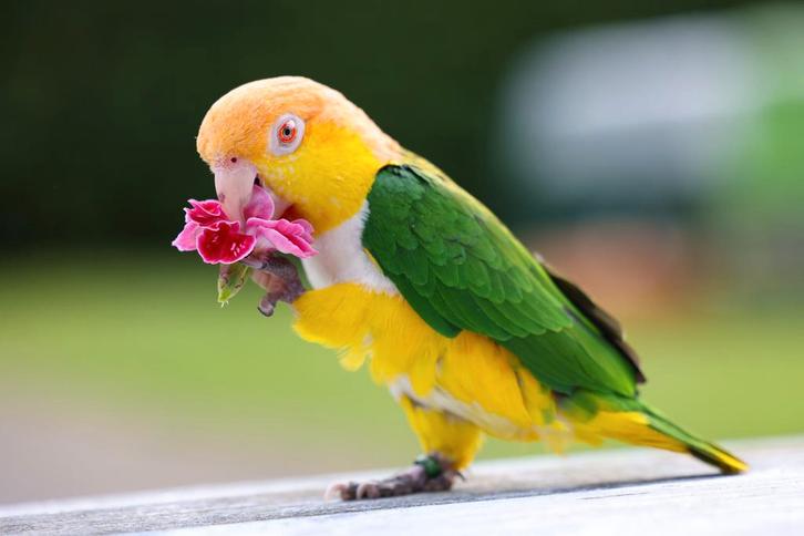Super lieve roestkop caique pop incl. Gezondheidscertificaat, Dieren en Toebehoren, Vogels | Parkieten en Papegaaien, Papegaai