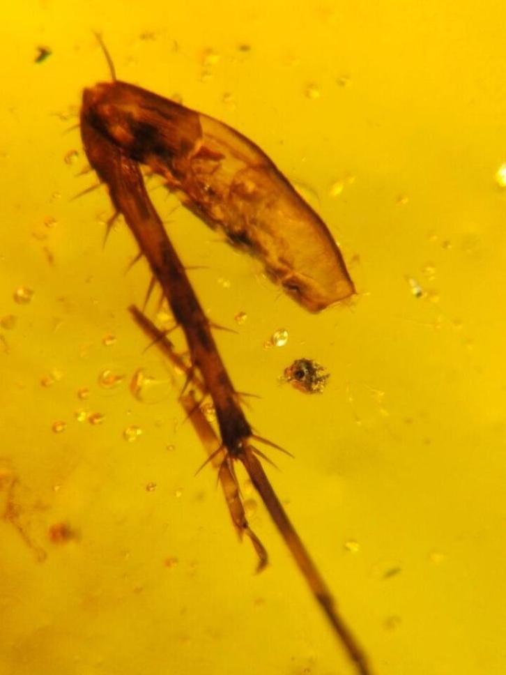 Birmees Amber (R2) met insluiting van poot onbekend insect., Verzamelen, Mineralen en Fossielen, Fossiel, Verzenden