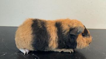 Us teddy beer beschikbaar voor biedingen