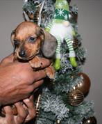 Rood/bruine en black and tan dwerg teckel pups, CDV (hondenziekte), 8 tot 15 weken, Korthaar, Dwerg