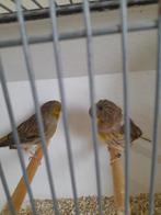 glosters, Dieren en Toebehoren, Vogels | Kanaries, Meerdere dieren, Postuurkanarie