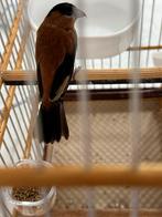 Sabana Rowtie, Mannelijk, Tropenvogel, Tam